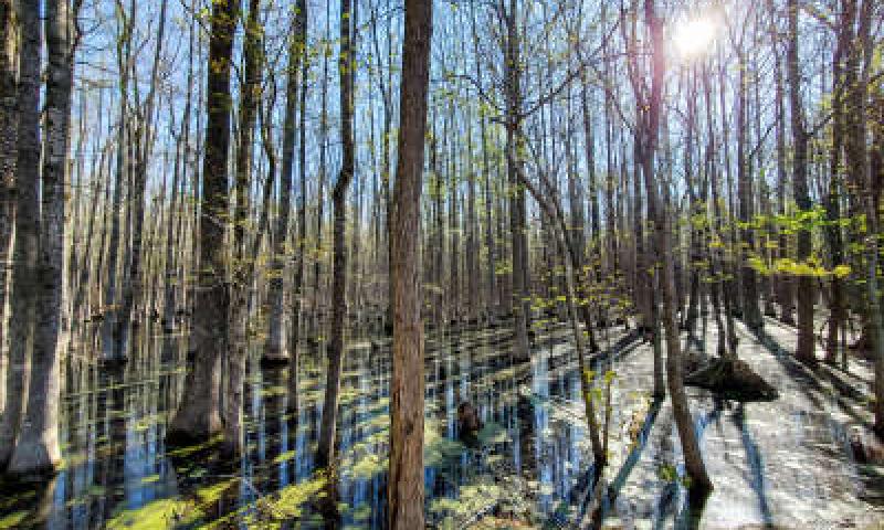 Louisiana Purchase State Park